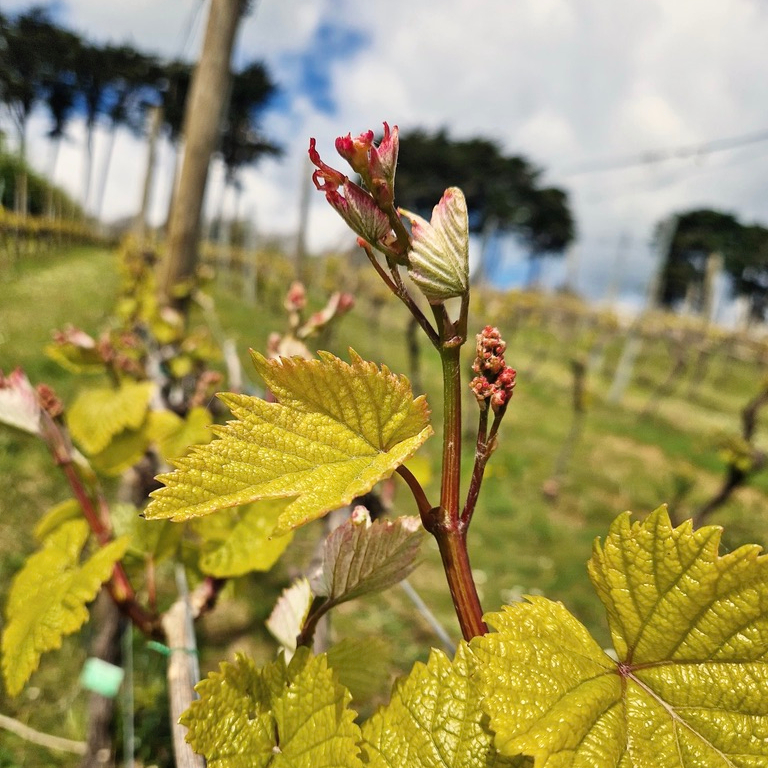 Grape vine in may at polgoon vineyard penzance Cornwall. Image of the where we take you on a tour.